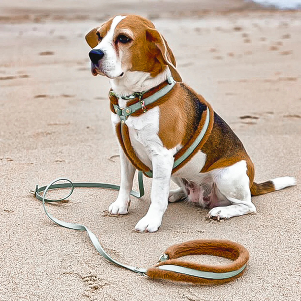 Leashes And Harnesses