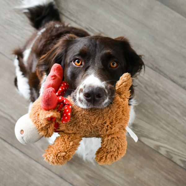 Pet Toys