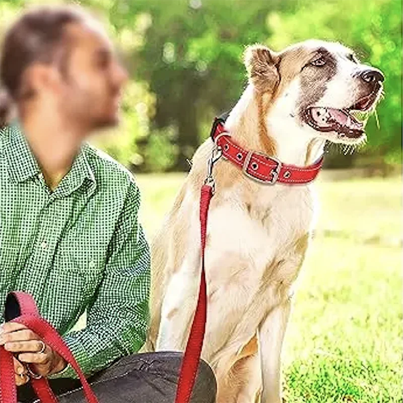 Padded Reflective Neoprene Dog Collar