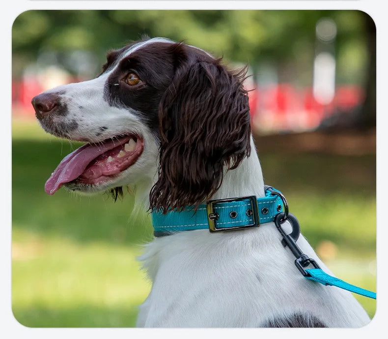 Padded Reflective Neoprene Dog Collar