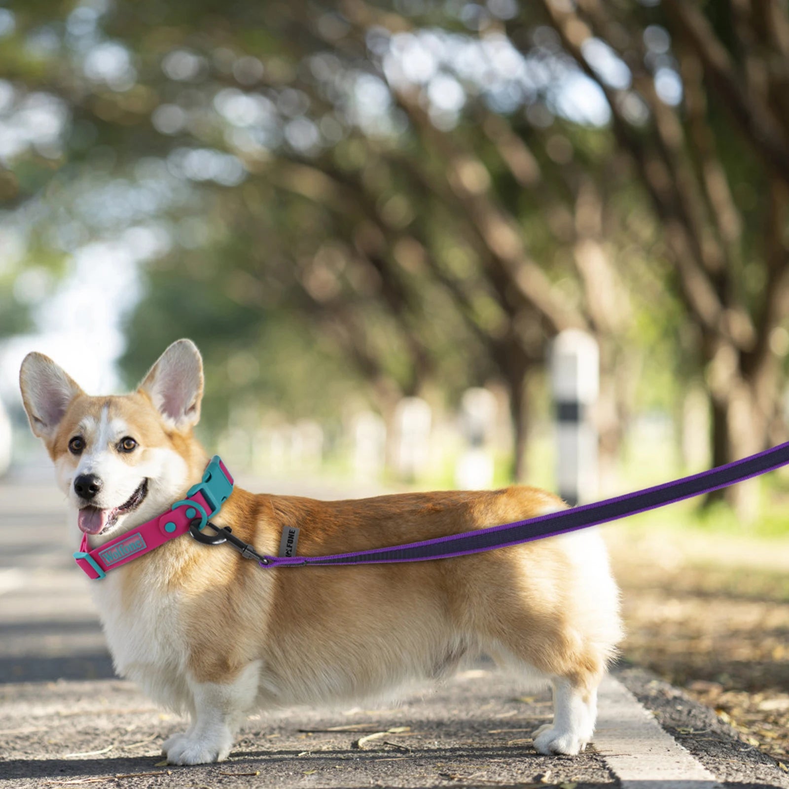 Dual-Color Latex Silk Dog Leash – Multiple Lengths