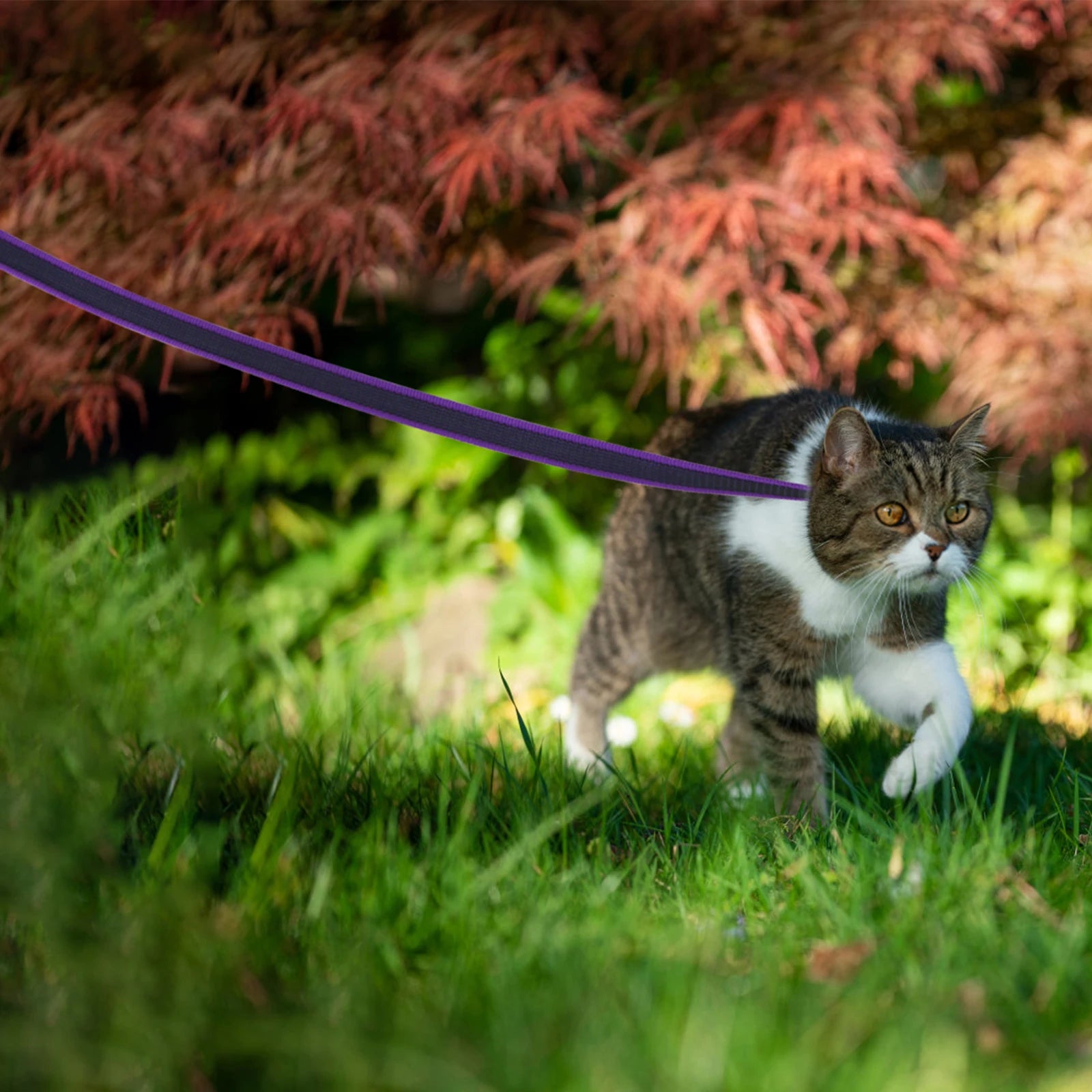 Dual-Color Latex Silk Dog Leash – Multiple Lengths