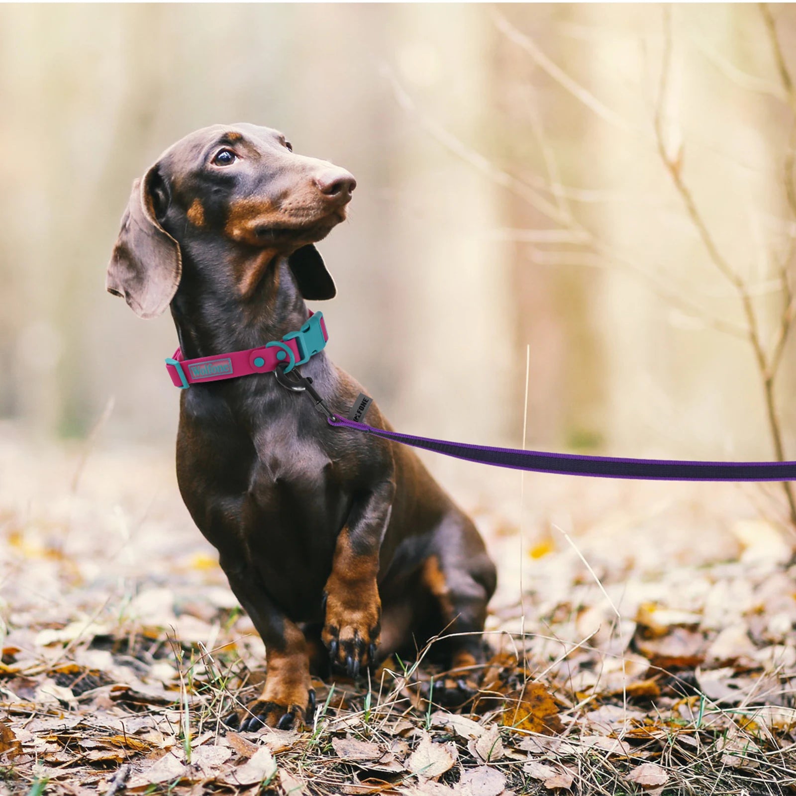 Dual-Color Latex Silk Dog Leash – Multiple Lengths